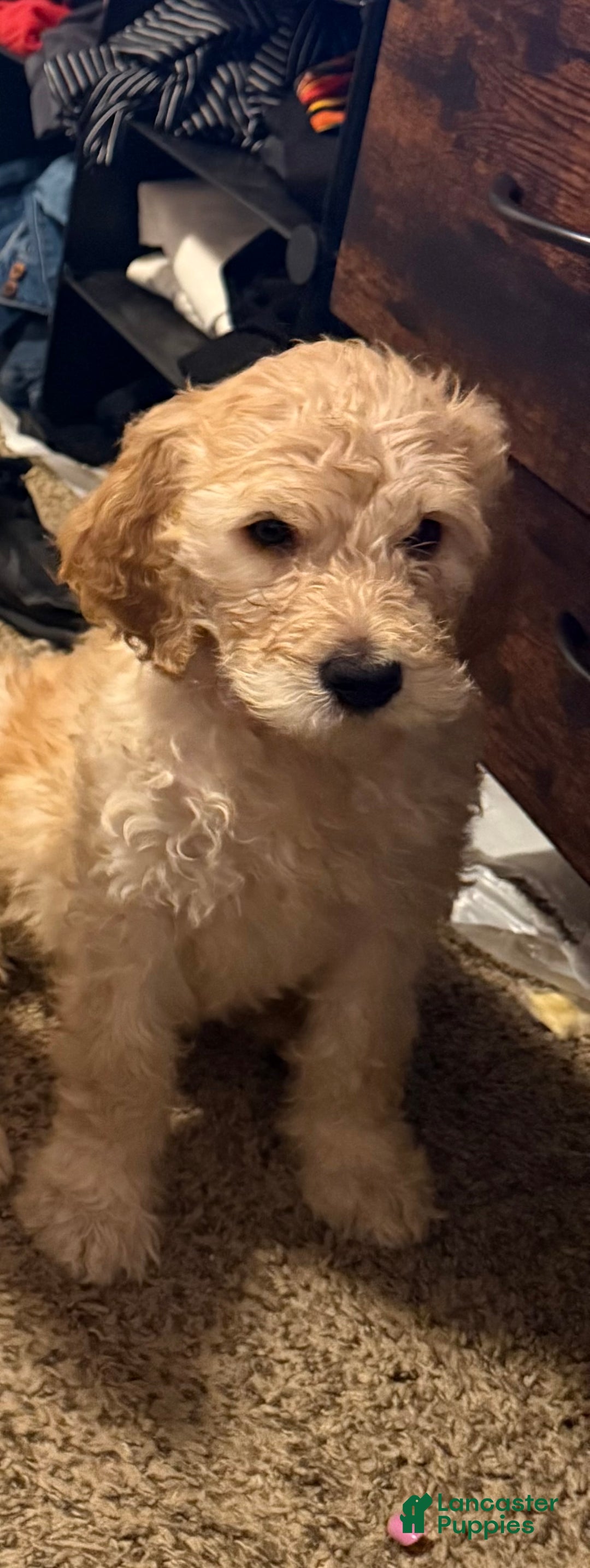 Goldendoodle dogs for sale: Goldendoodle Puppy 1 - Ad 5