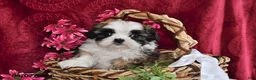 Shih Tzu dogs for sale: Chase - Ad 3