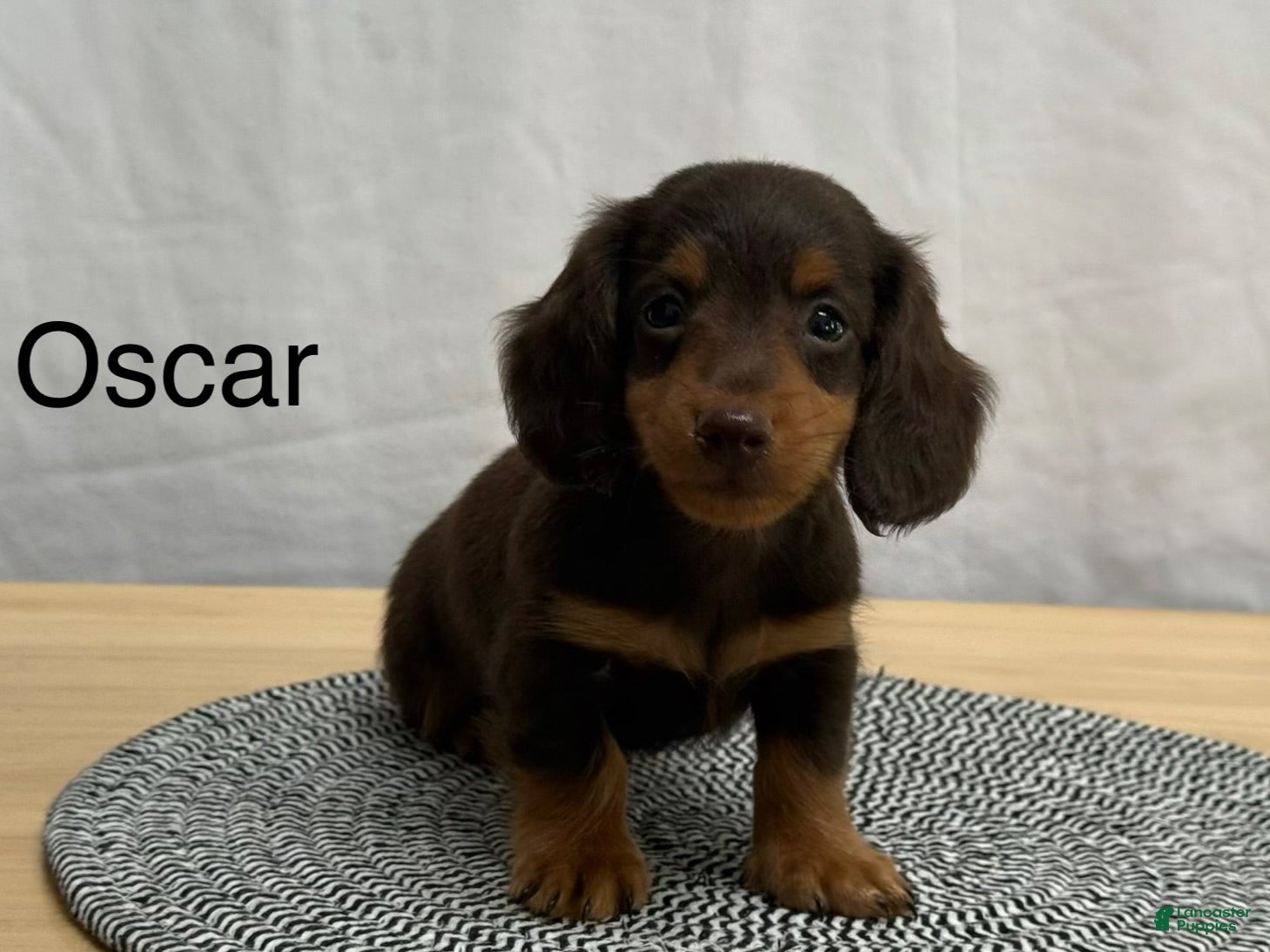 Miniature Dachshund dogs for sale: Oscar - Ad 4