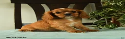 Cavalier King Charles Spaniel dogs for sale: Oliver - Ad 1