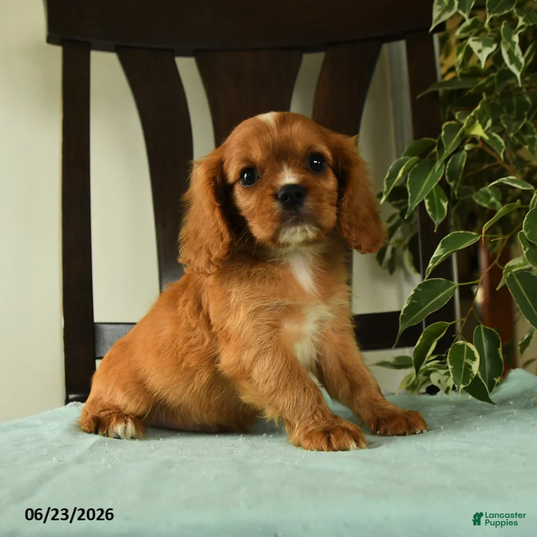 Cavalier King Charles Spaniel dogs for sale: Oliver - Ad 1