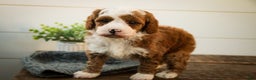 Miniature Poodle dogs for sale: Rick - Ad 8