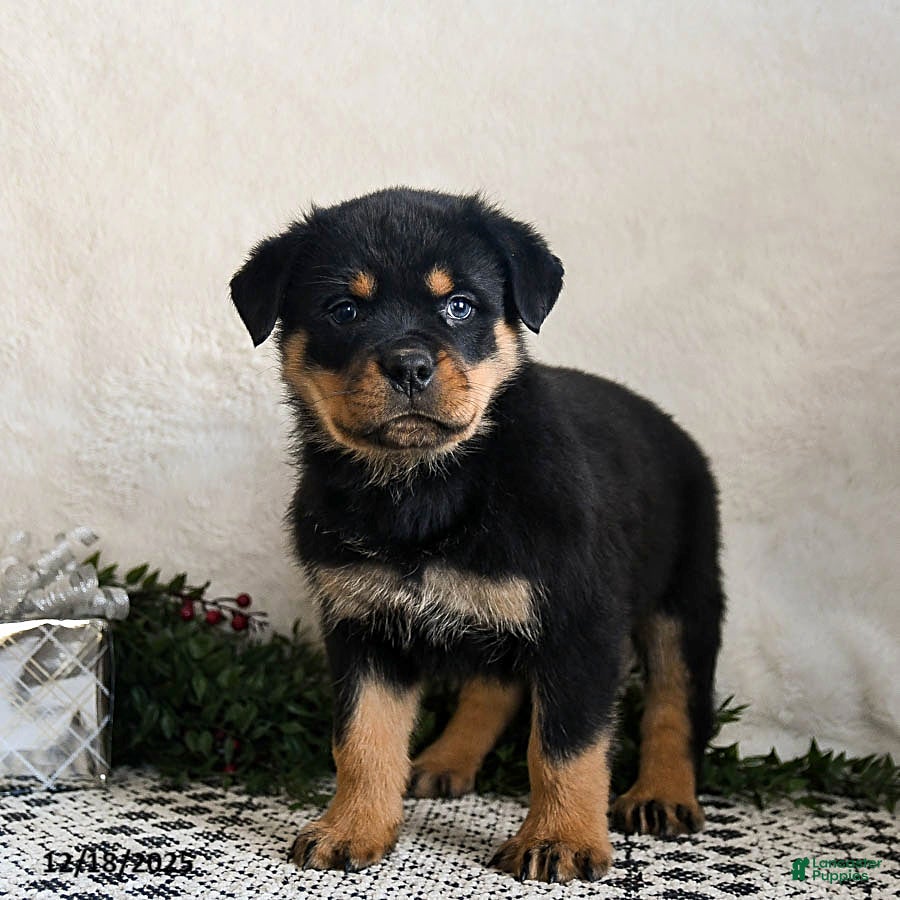 Rottweiler dogs Granger - Ad 2