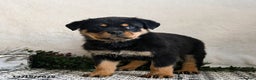 Rottweiler dogs for sale: Granger - Ad 1