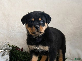 Rottweiler dogs Granger - Ad 2