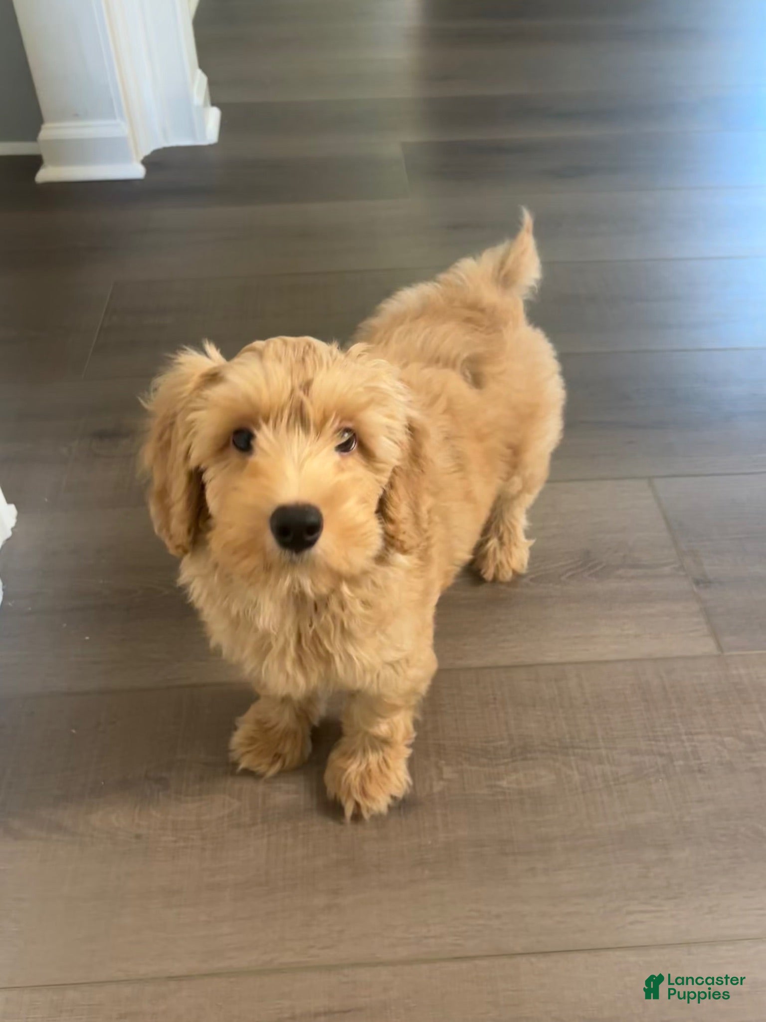Cockapoo dogs Cockapoo 1 - Ad 3
