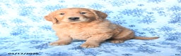 Golden Retriever dogs for sale: Polly - Ad 1