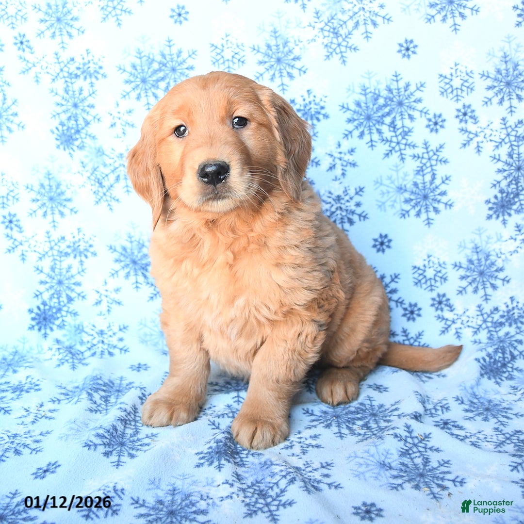 Golden Retriever dogs for sale: Polly - Ad 1