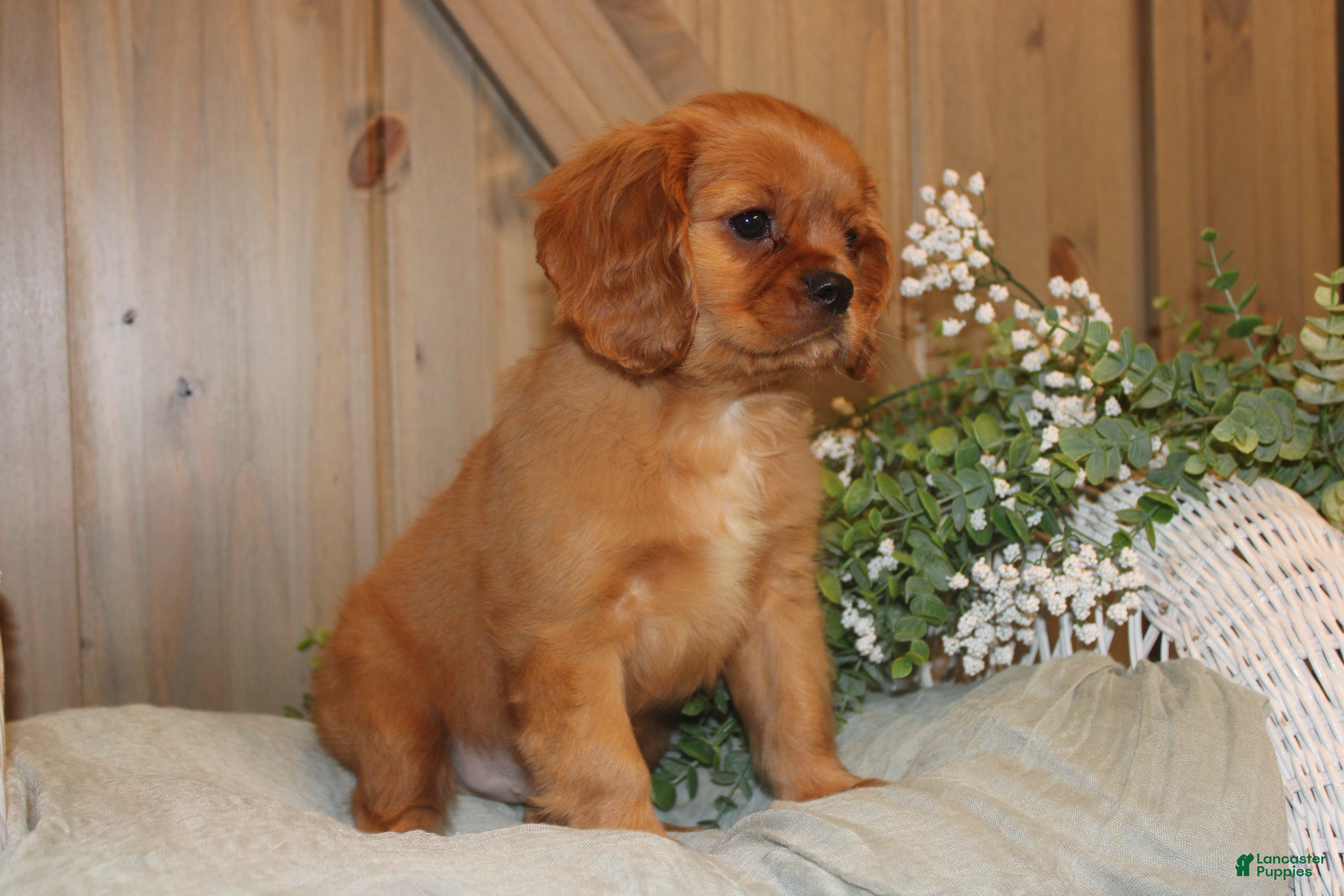 Cavalier King Charles Spaniel dogs Buster - Ad 1