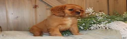 Cavalier King Charles Spaniel dogs for sale: Buster - Ad 1
