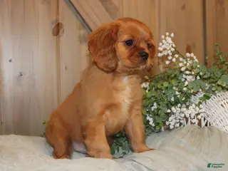 Cavalier King Charles Spaniel dogs for sale: Buster - Ad 1