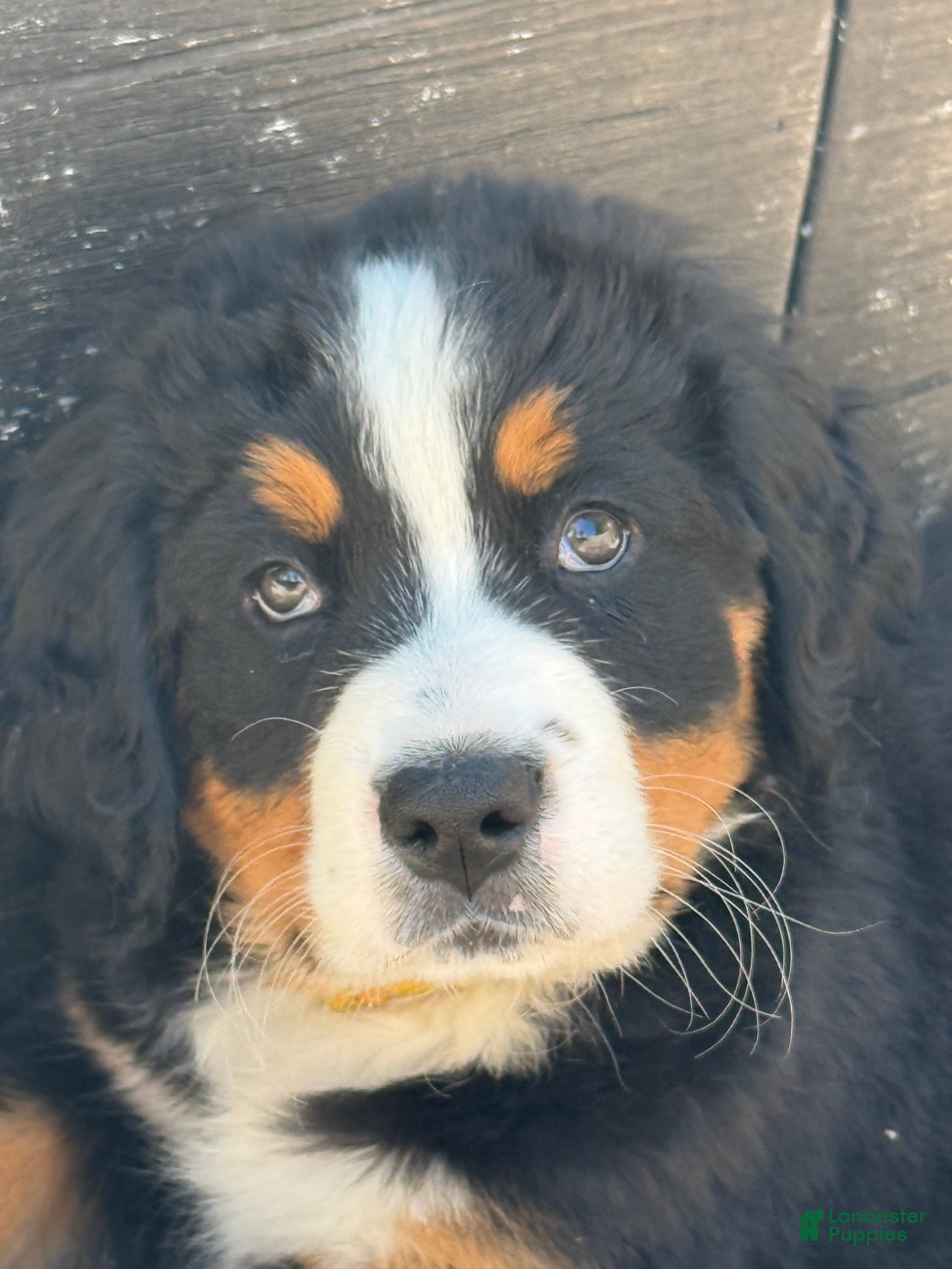 Bernese Mountain Dog dogs Ms yellow Bernese Mountain Dog Puppy 7 - Ad 34