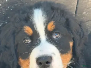 Bernese Mountain Dog dogs Ms yellow Bernese Mountain Dog Puppy 7 - Ad 34