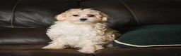 Maltipoo dogs for sale: Lilly - Ad 3