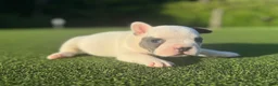 French Bulldog dogs for sale: Lara - Ad 1