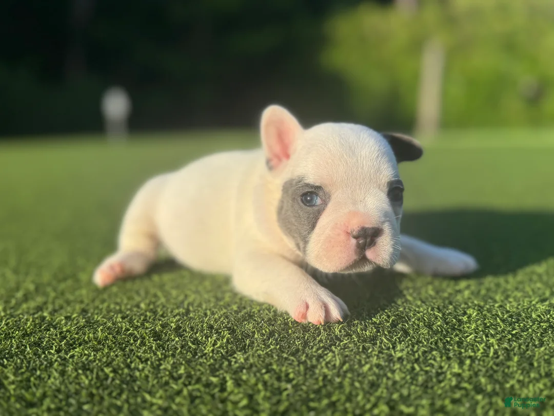 French Bulldog dogs for sale: Lara - Ad 1