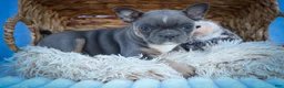 Frenchton dogs for sale: Poppy  - Ad 9