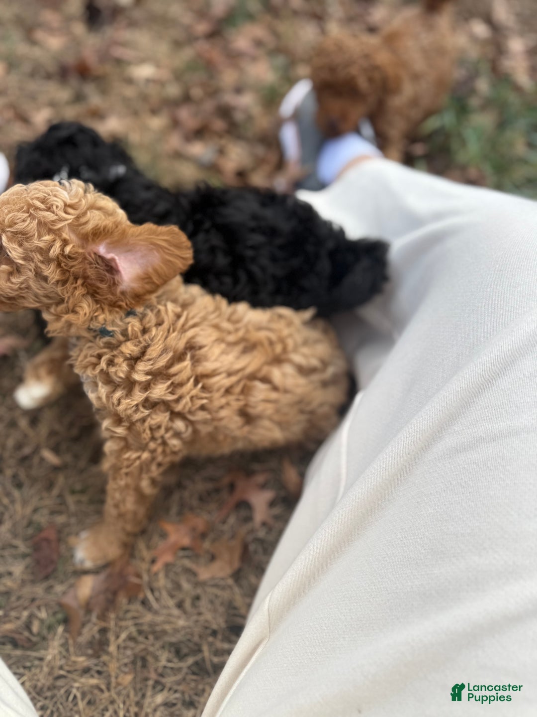 Toy Poodle dogs for sale: Dash - Ad 16