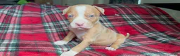 American Bully dogs for sale: American Bully 6 - Ad 3