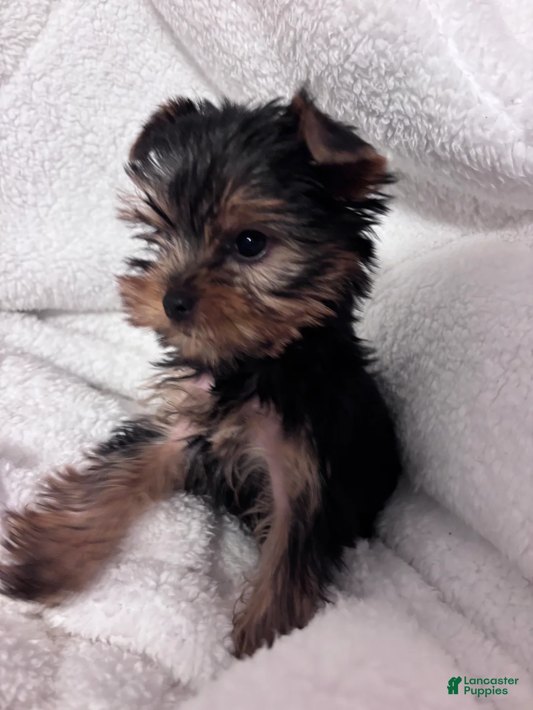 Yorkshire Terrier dogs for sale: Pink - Ad 2