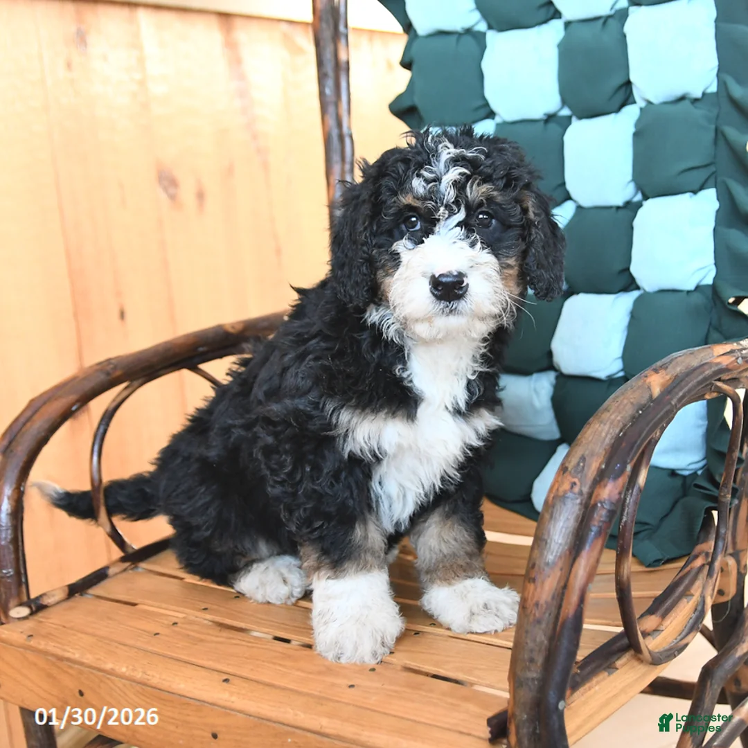 Mini Bernedoodle dogs for sale: Waldo - Ad 2