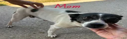 Rat Terrier dogs for sale: Abe - Ad 18