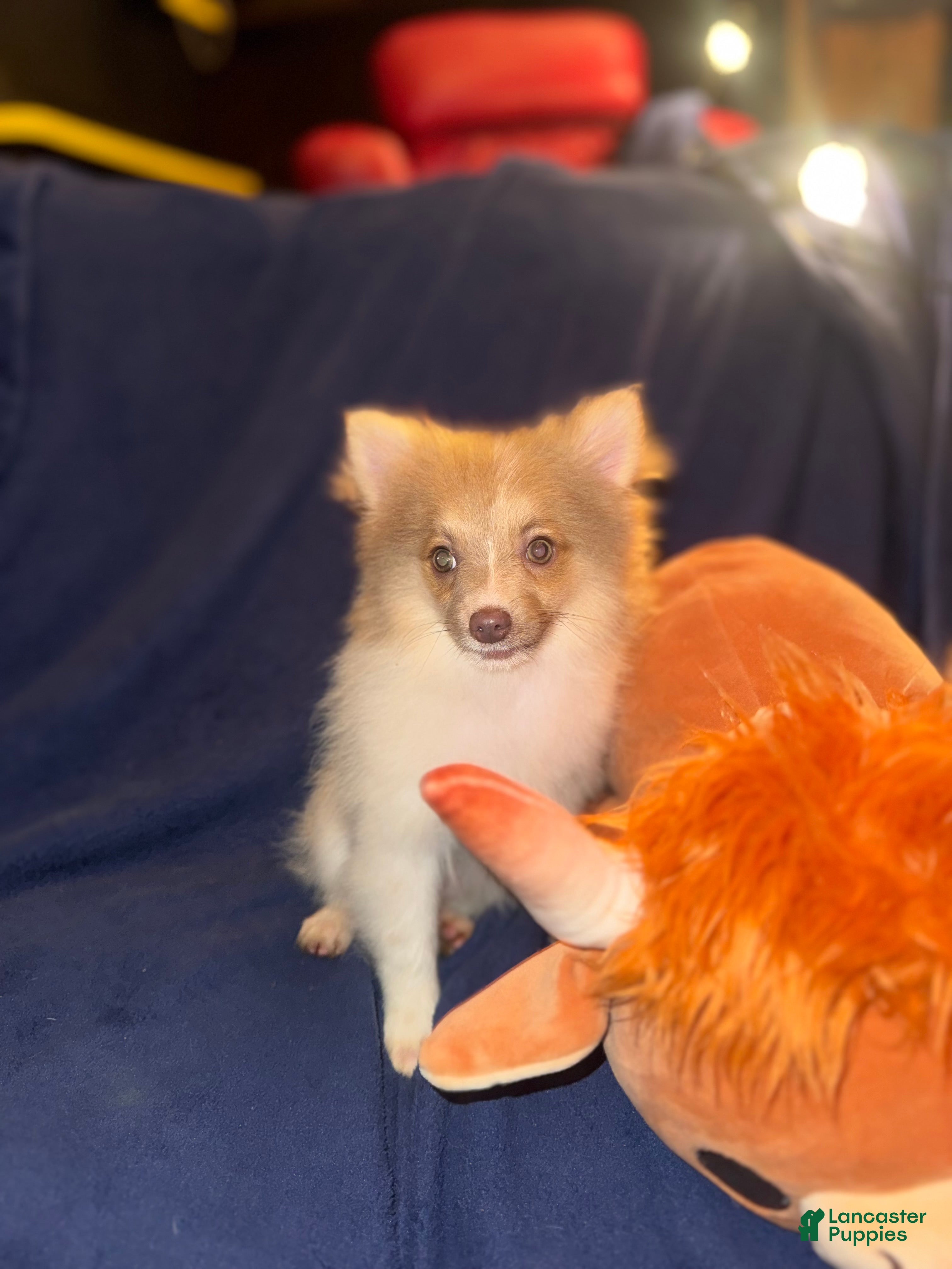 Pomeranian dogs Coby - Ad 2