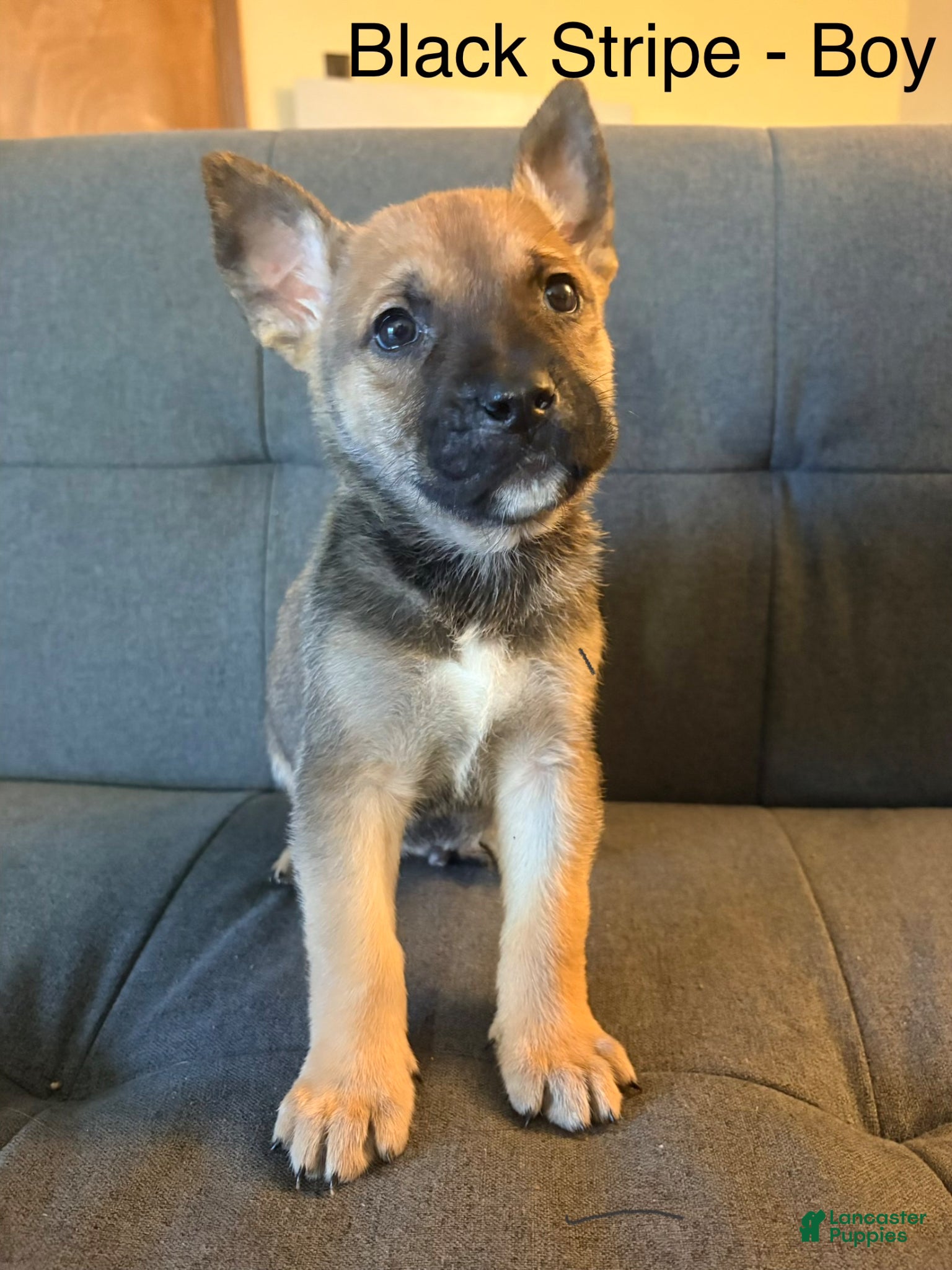 Mixed Breed dogs Mixed Breed Puppy 9 - Ad 42