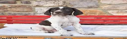 German Shorthaired Pointer dogs for sale: Pumpkin - Ad 3