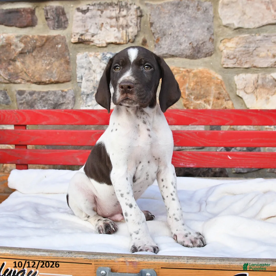 German Shorthaired Pointer dogs for sale: Pumpkin - Ad 3