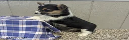 Welsh Corgi Pembroke dogs for sale: Cody - Ad 7