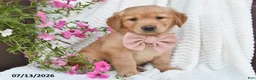 Golden Retriever dogs for sale: Callie - Ad 5