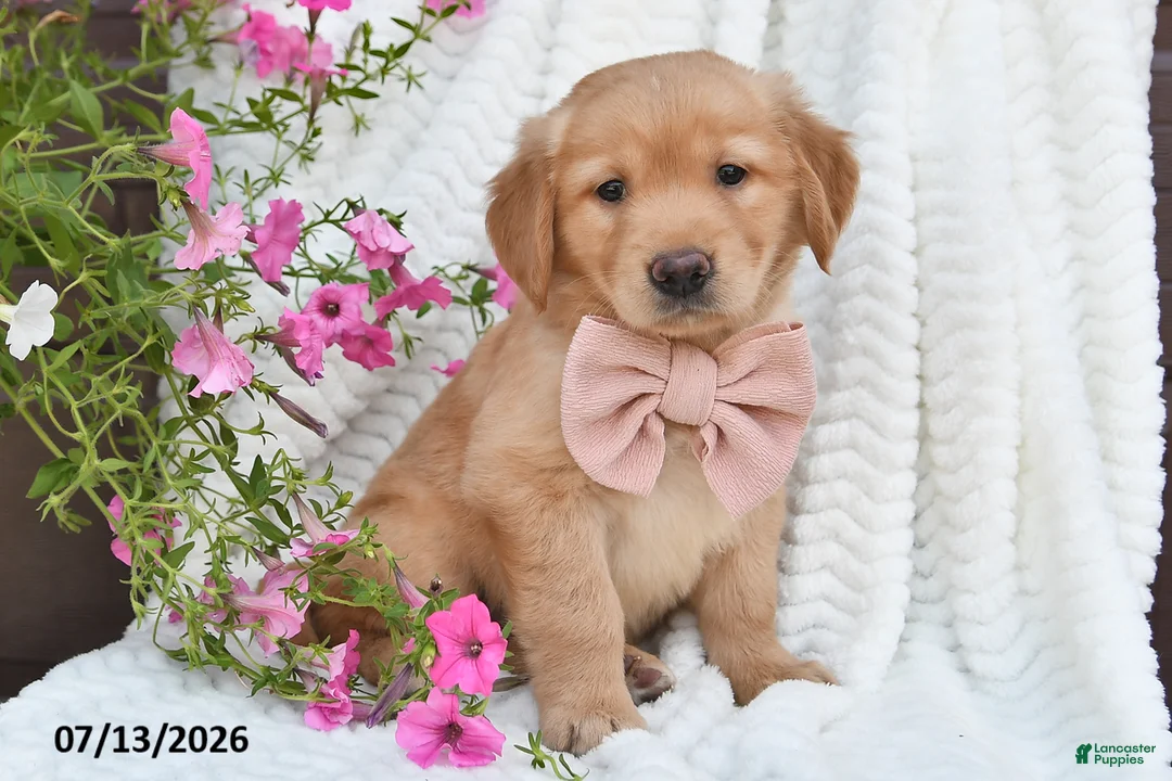 Golden Retriever dogs for sale: Callie - Ad 5