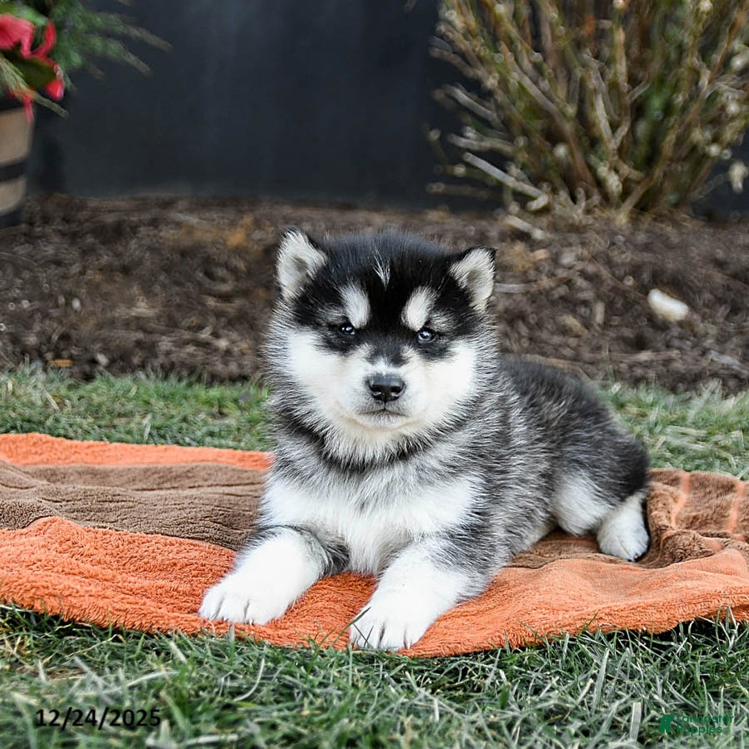 Alaskan Malamute dogs for sale: Josie - Ad 4