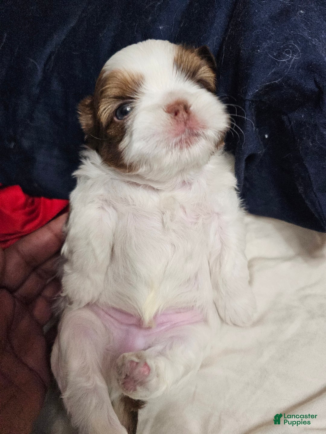 Shih Tzu dogs for sale: Hershey Kisses - Ad 3