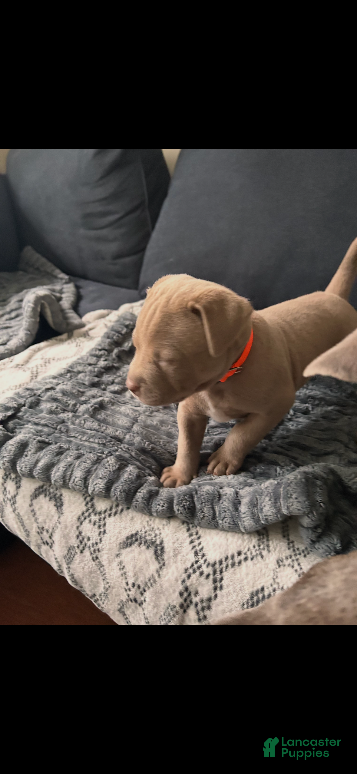 Mixed Breed dogs Clementine - Ad 2