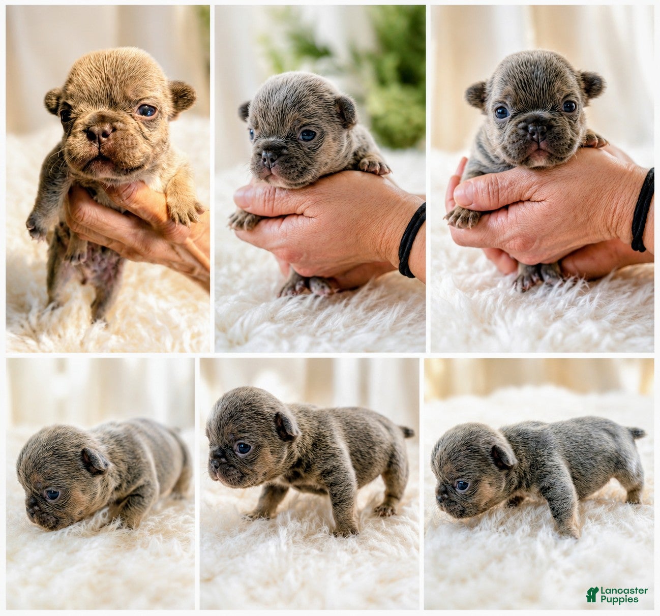 French Bulldog dogs Lily 🌸 - Ad 1