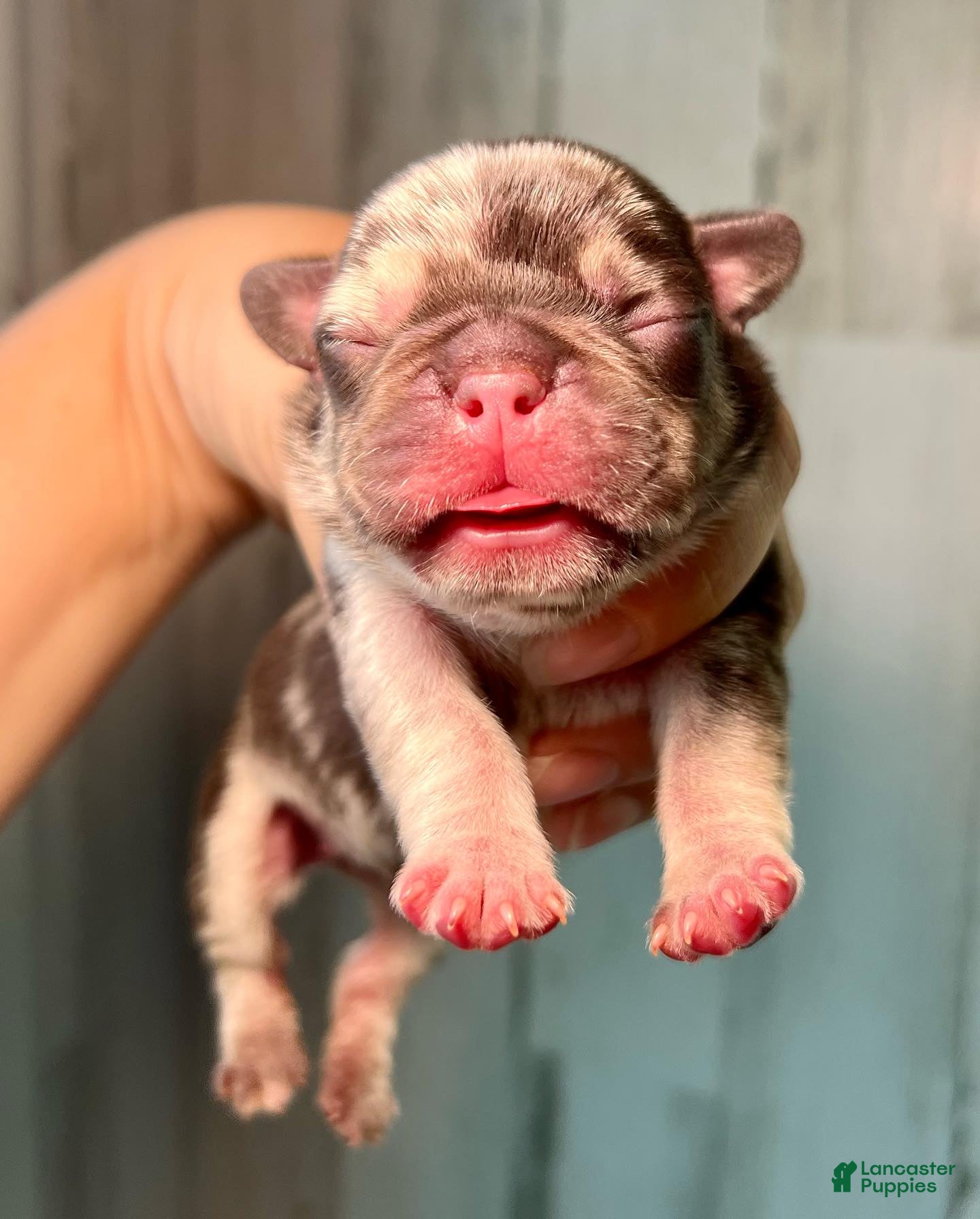French Bulldog dogs for sale: Midnight Groove’s So Anxious-Merle - Ad 4