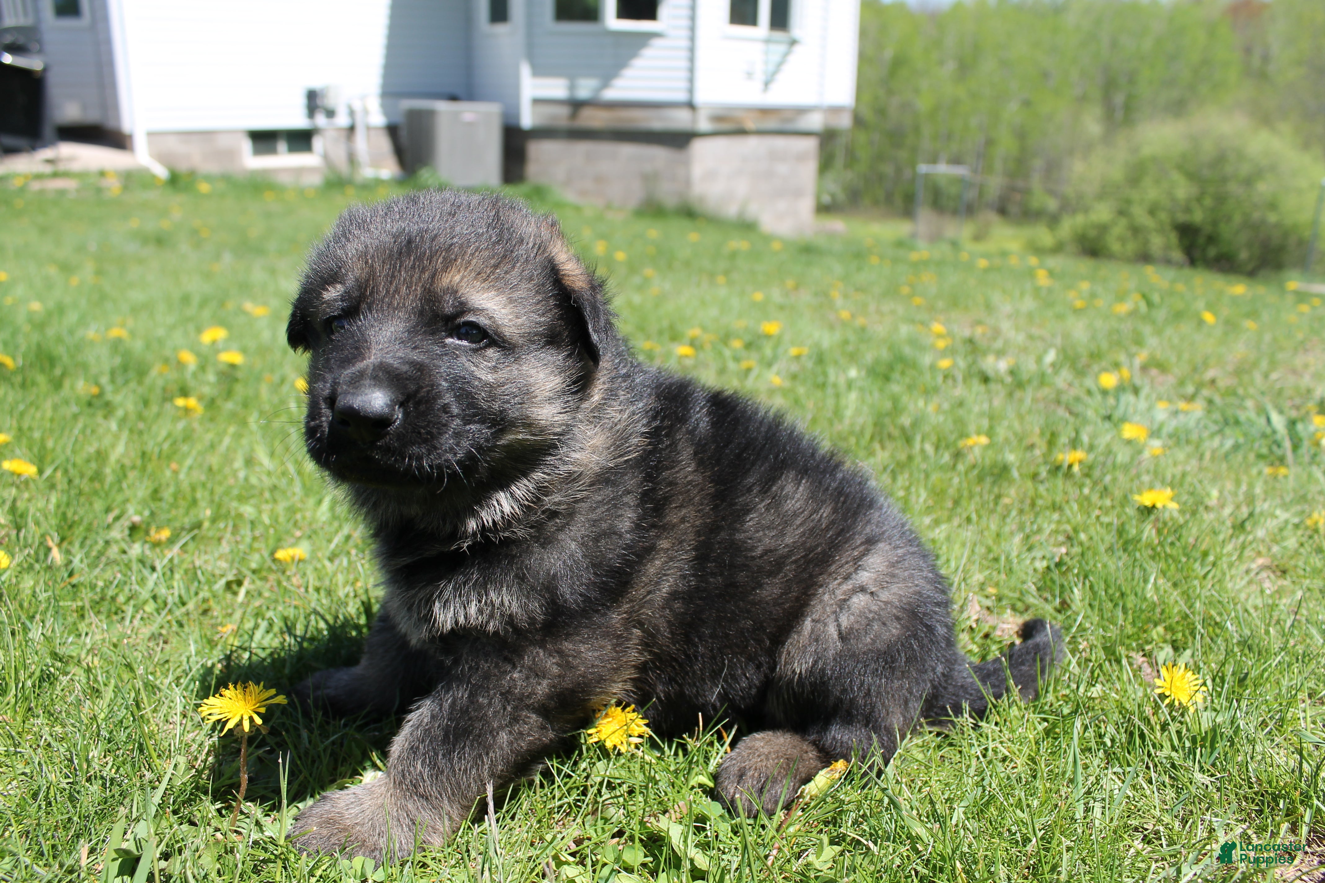 German Shepherd dogs Charlie - Ad 42