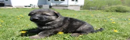 German Shepherd dogs for sale: Charlie - Ad 1