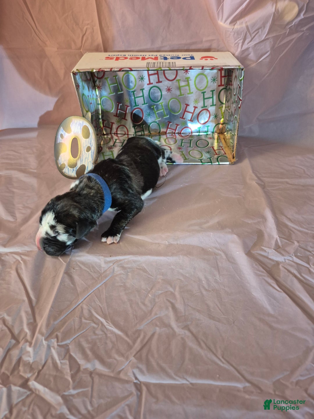 Great Dane dogs for sale: Quart - Ad 1