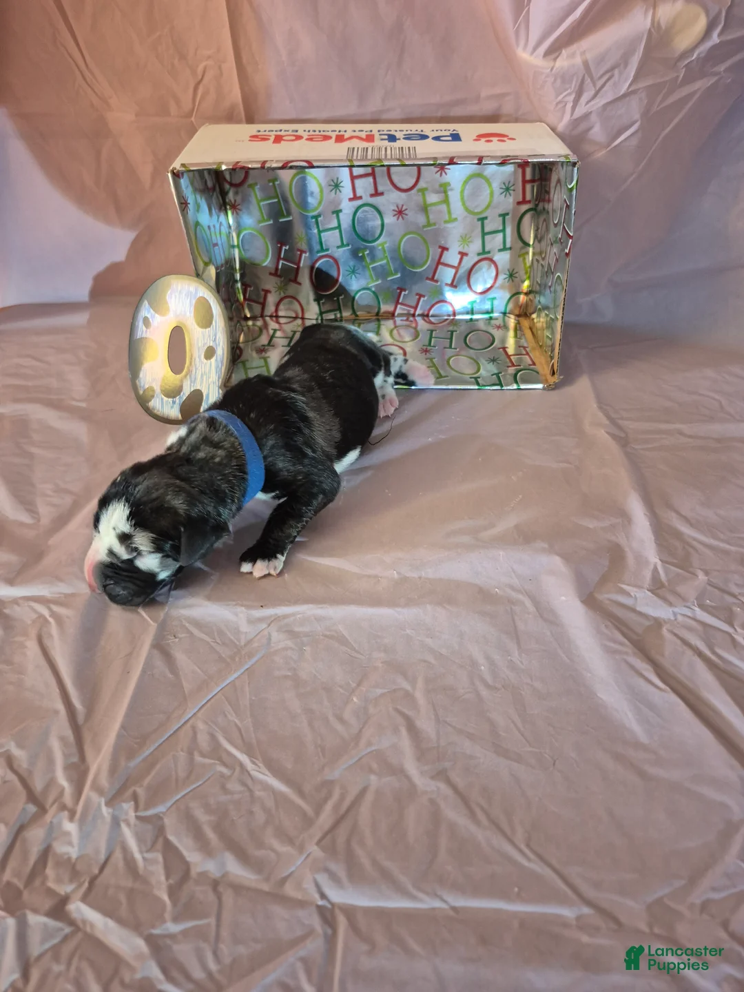 Great Dane dogs for sale: Quart - Ad 1