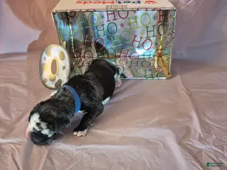 Great Dane dogs Quart - Ad 27