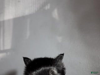 French Bulldog dogs - Ad 14