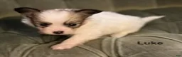 Papillon dogs for sale: Luke - Ad 8