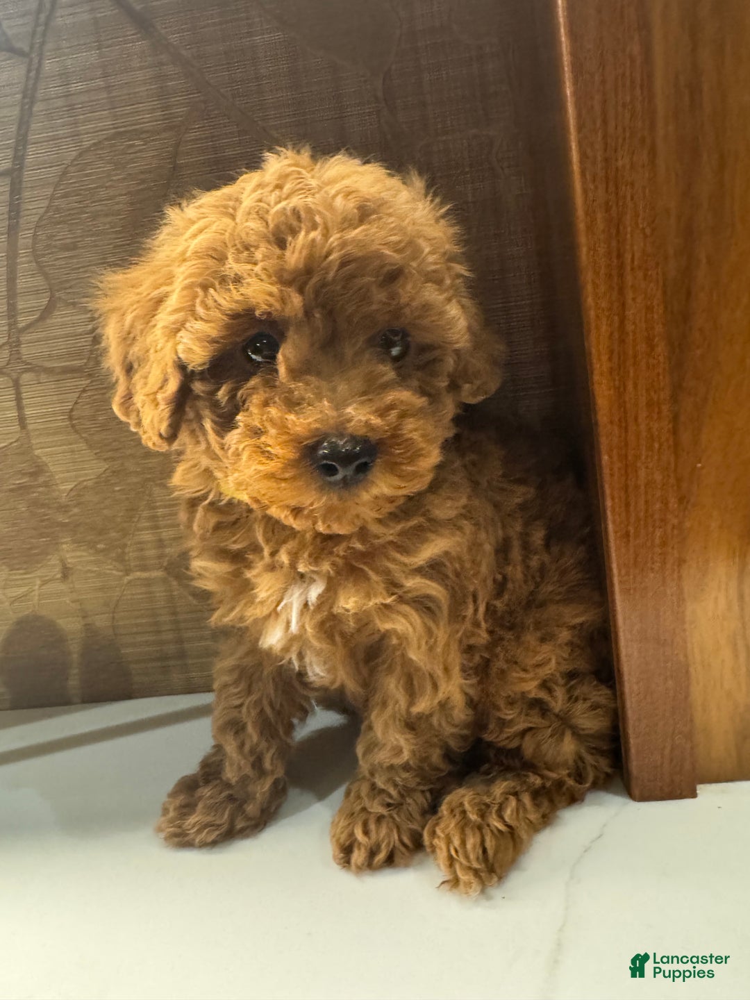Toy Poodle dogs for sale: Banana - Ad 7