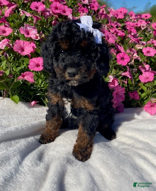 Mini Bernedoodle dogs for sale: Reba - Ad 1