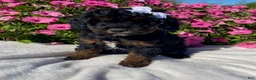 Mini Bernedoodle dogs for sale: Reba - Ad 1