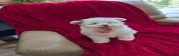 Pomapoo dogs for sale: Barker - Ad 4