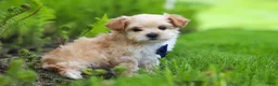 Maltipoo dogs for sale: Copper - Ad 4